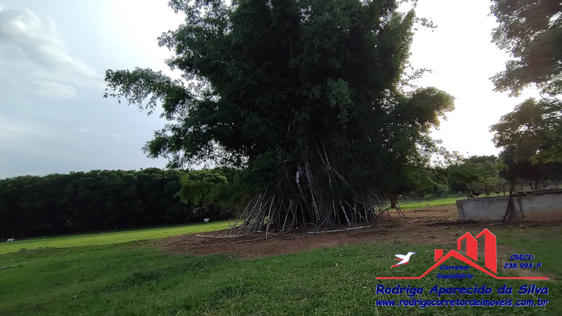 Sítio, 3 quartos, 2 m² - Foto 31